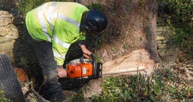 Images J D Mills Expert Tree Service