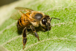 Image 6 | Bee Busters Inc