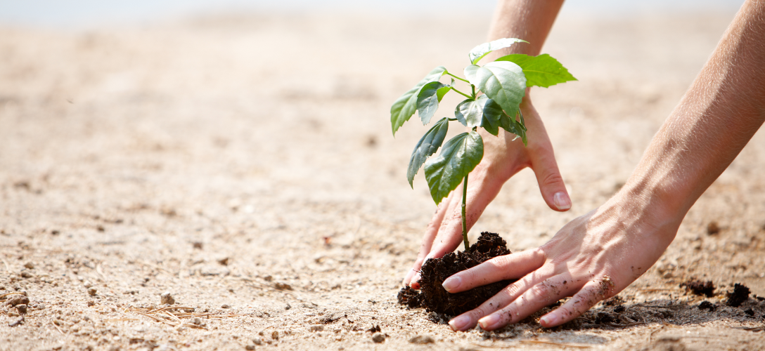 Close up of a person planting a sapling.