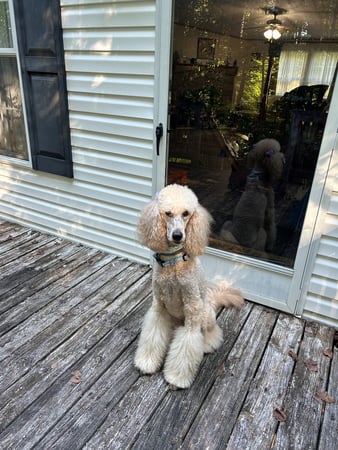 Images My Pet Groomer