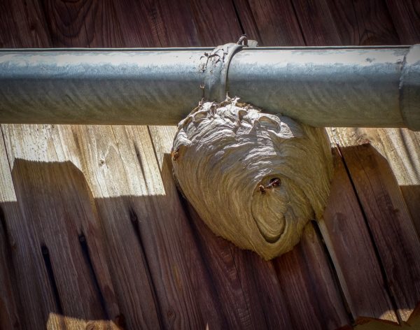 Pilotti Wespennest entfernen Region Basel, Nauenstrasse 43 in Basel