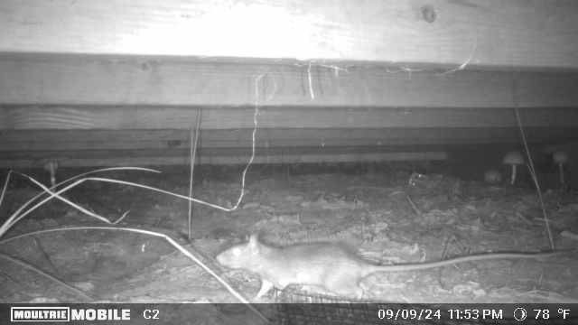 Images Grand Slam Pest Control, LLC
