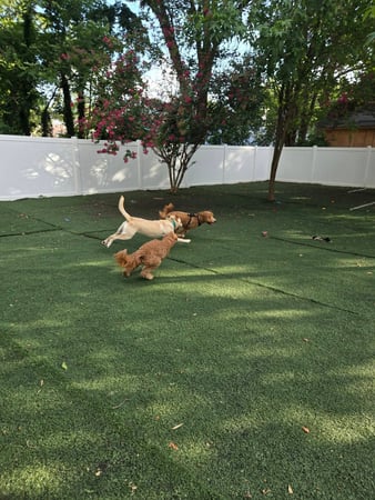 Images Wag Watchers DayCare & Spa