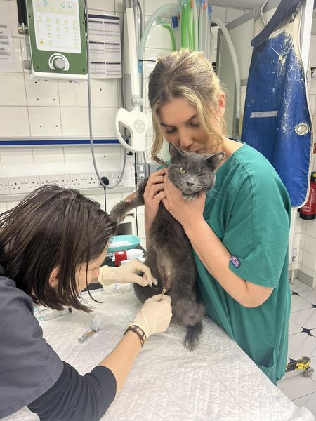 Images Streatham Hill Veterinary Surgery