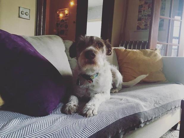 Images Urban Tails Pet Supply