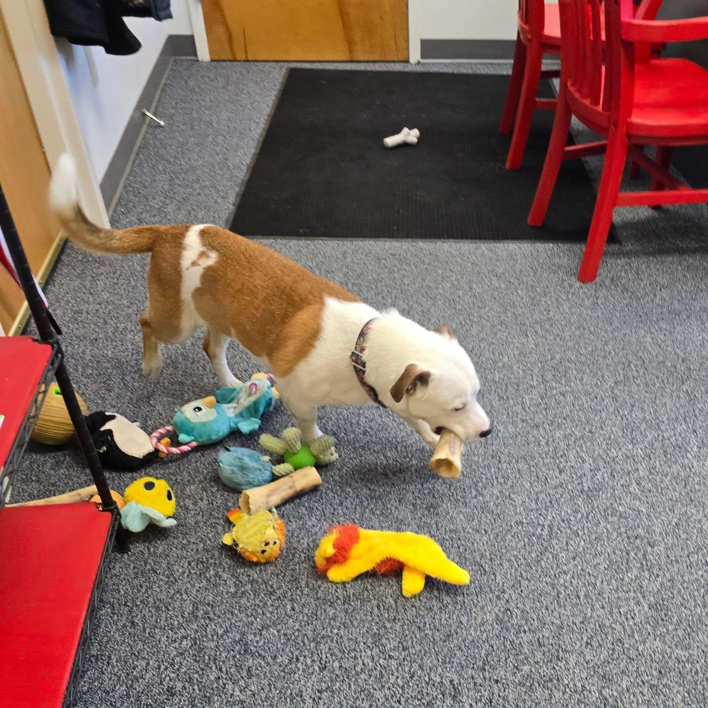 Meet Rico. This handsome 1 year old has been a wonderful companion both in the office and on car rides. He loves everyone he meets and has a sweet, friendly personality to match his good looks. Rico is truly as amazing as he looks and is ready to find his perfect home.