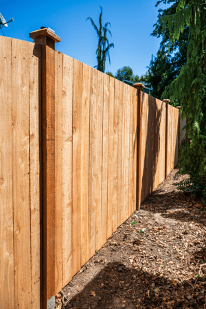 Images Rare Bears Fencing