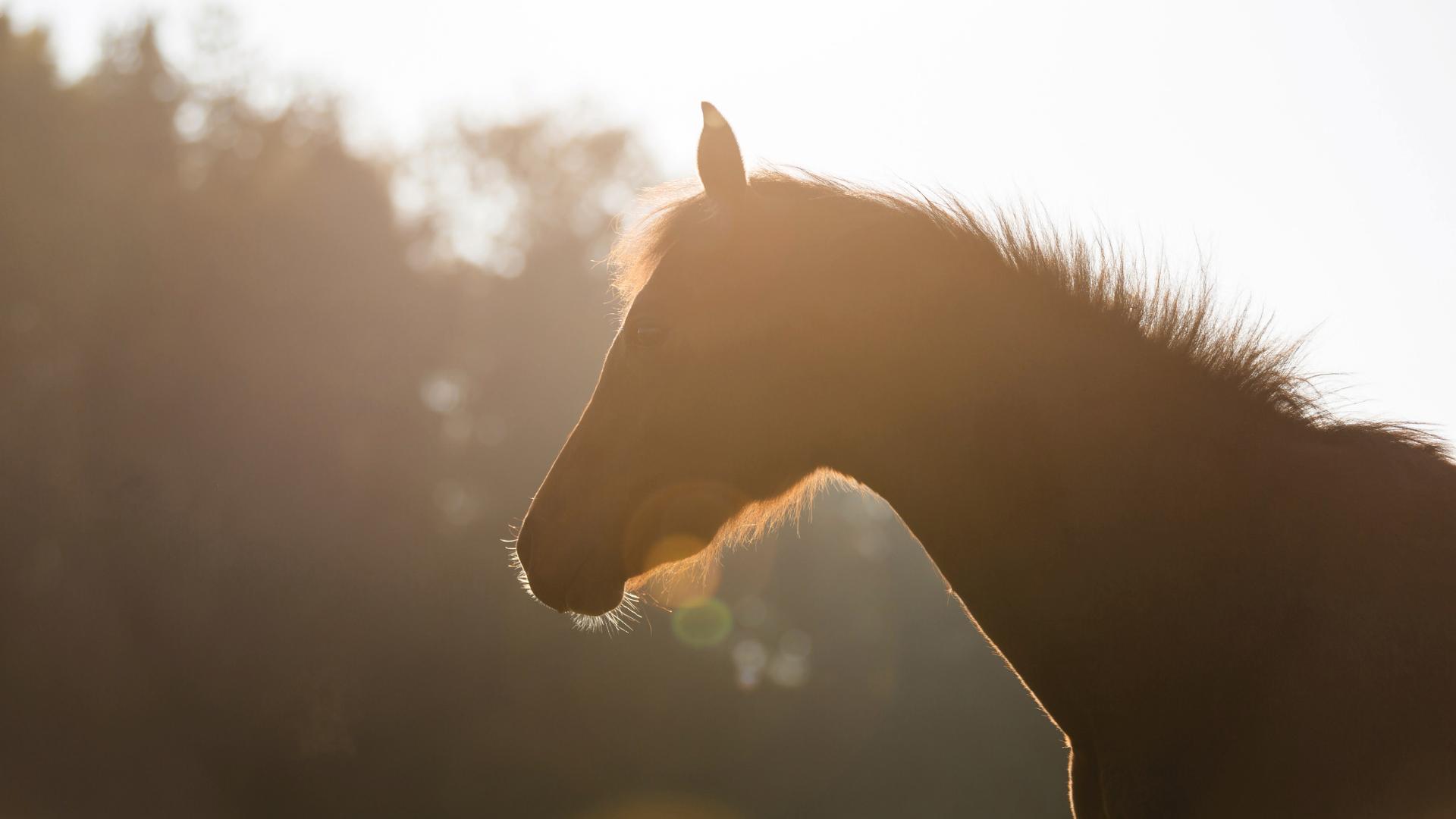 Become a member at Prestonwood Polo & Country Club