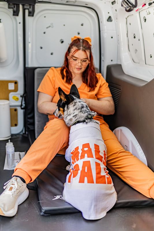 Images MalsPals Pet Dental Cleaning