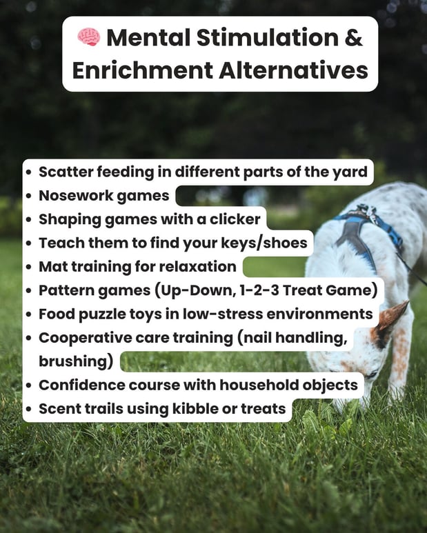 Images South Paw Doggie Daycare & Training Center