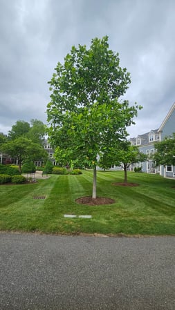 Images Ultra Landscaping LLC