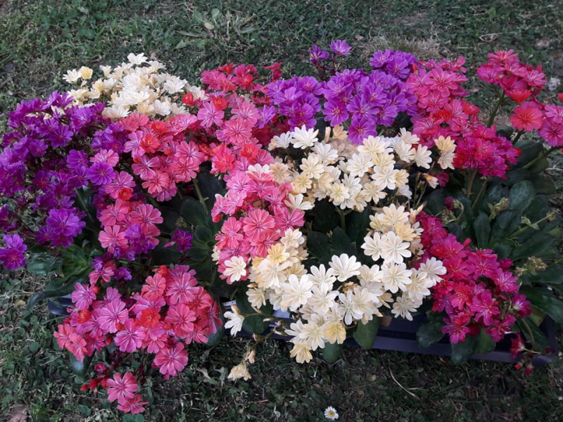 Images I Fiori di Marina
