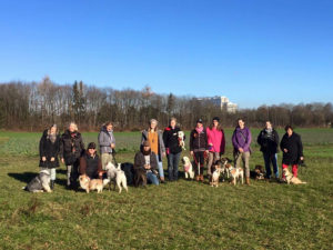 Walkshops - Hundeausbildung | teamtraining Mensch & Hund | München