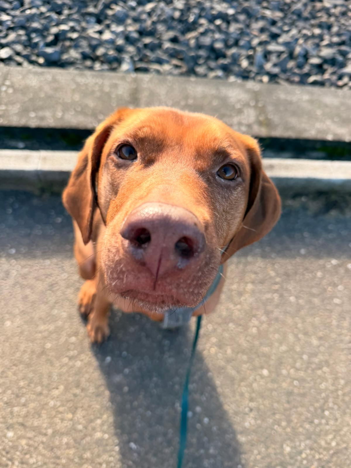 Pet-Relax, Unter Den Hollen 3 in Duggingen