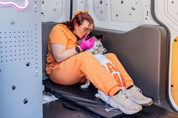 Images MalsPals Pet Dental Cleaning