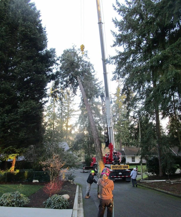 Images P.I.N.K. Chainsaw Tree Service, LLC