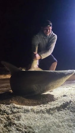 Images NSB Shark Hunters