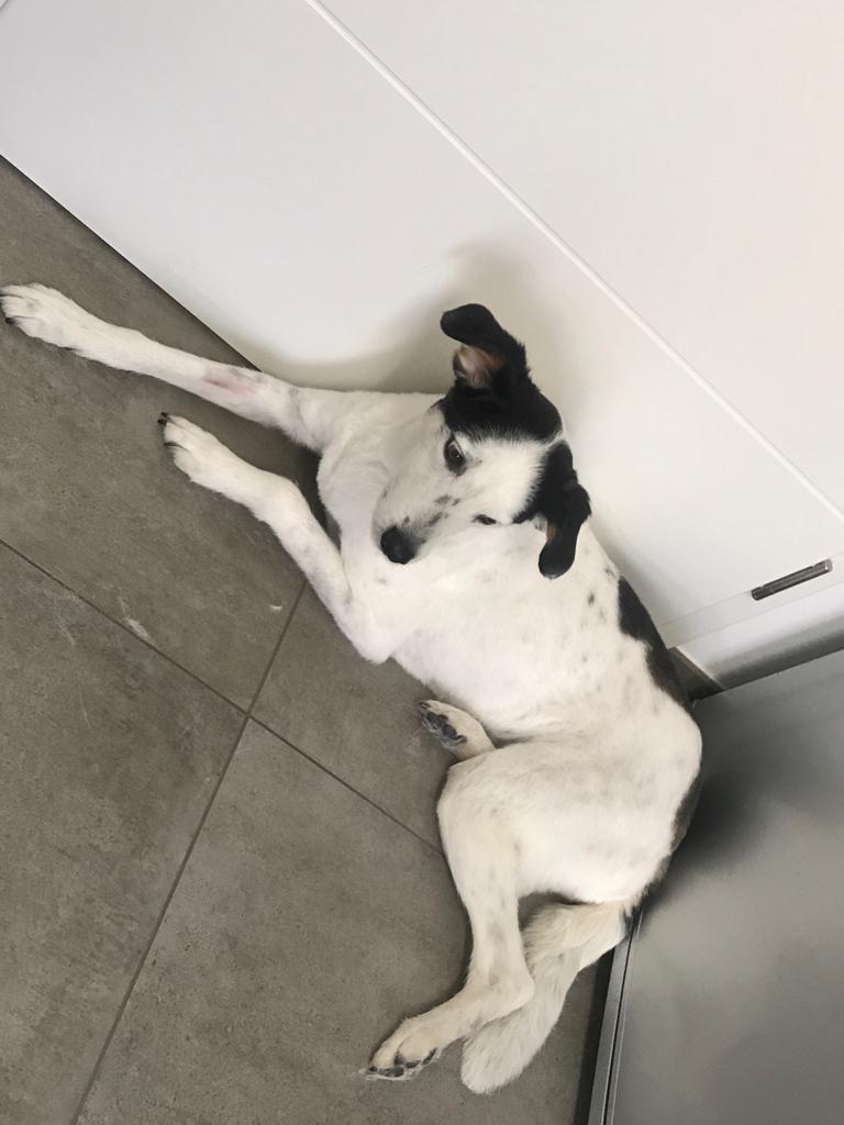 Ihr Hundefriseur in Düren | Hundesalon Schnittstelle, Zum Froschmaar 6 in Düren