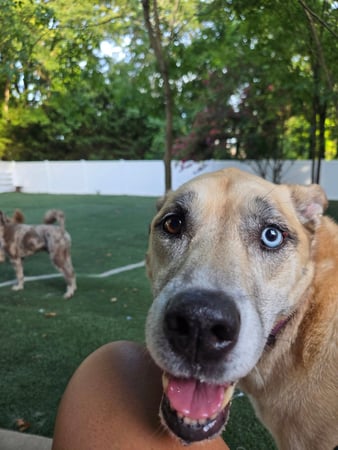 Images Wag Watchers DayCare & Spa