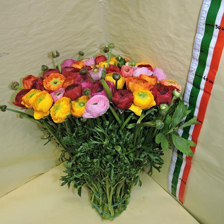 Images Viglietti Sergio - Export Fiori