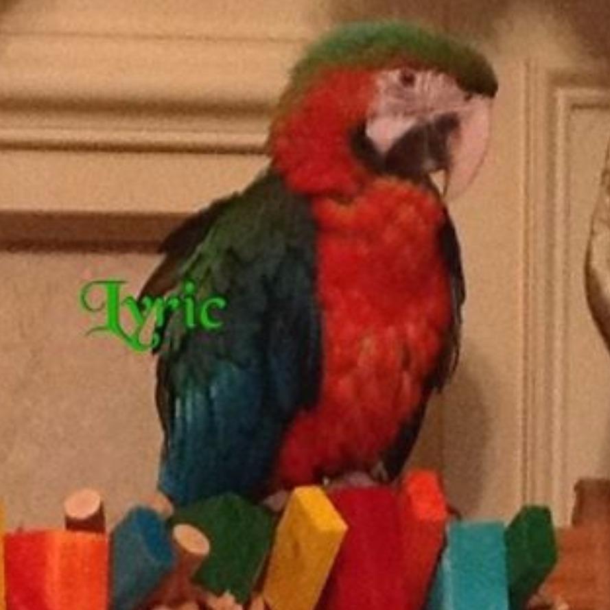cindy s parrot place 5 photos pet stores supplies cindy s parrot place 5 photos pet stores supplies