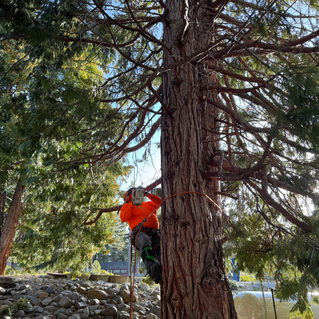 Joe Benigno's Tree Service