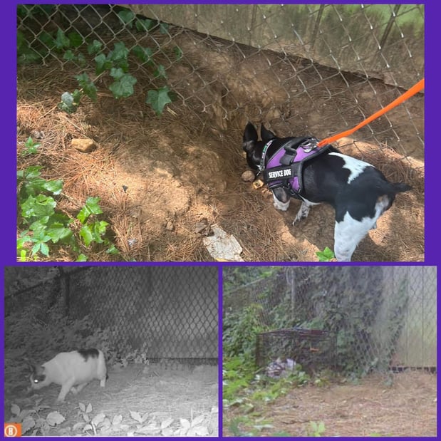Images Professional Pet Trackers
