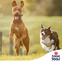 Images Laika srl "Animal Food"