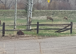 Mogote Meadow Cabins & RV Park Image