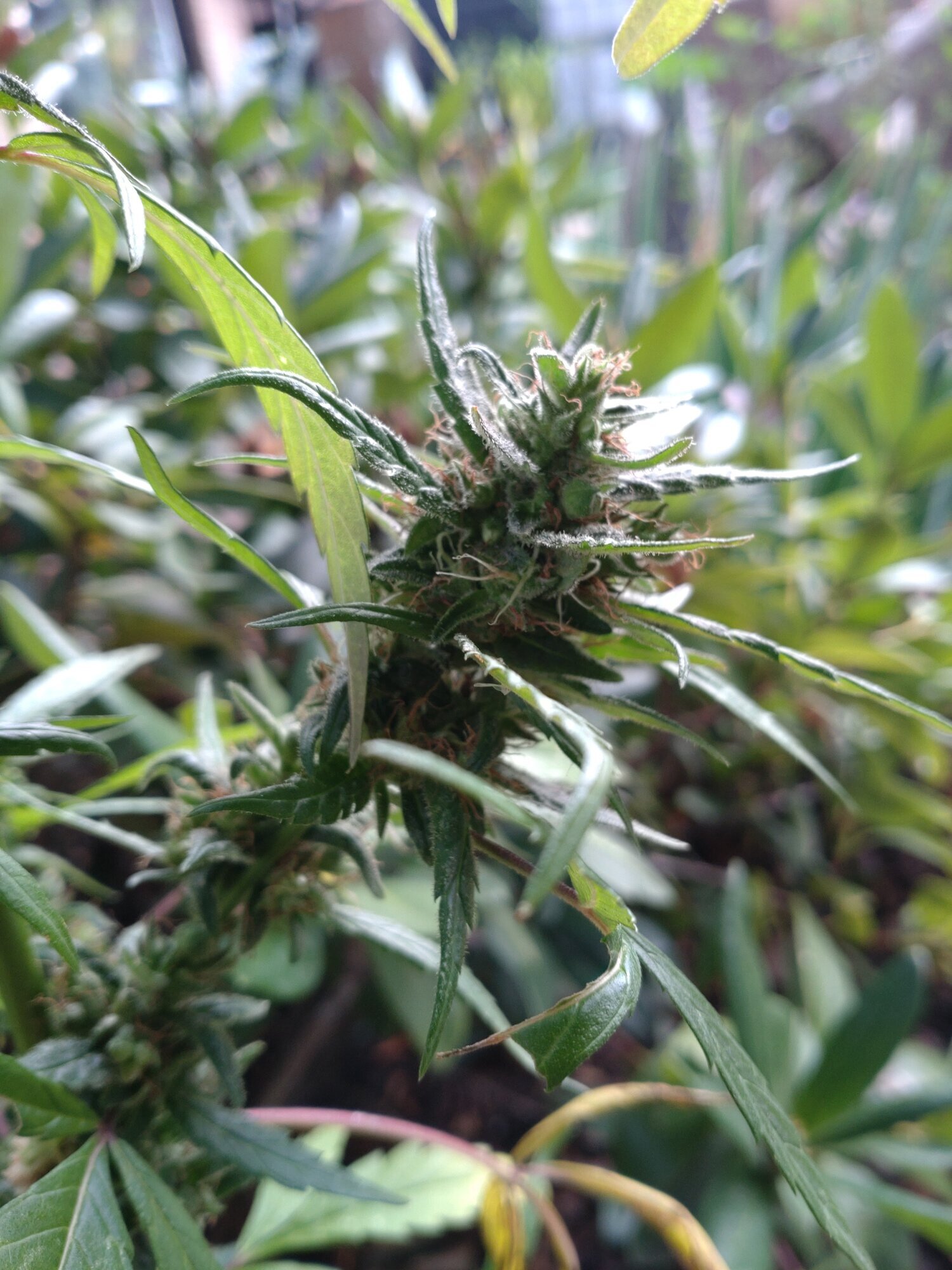 PURPLE GROWS Cannabis, CBD und THC-Seeds in Delbrück