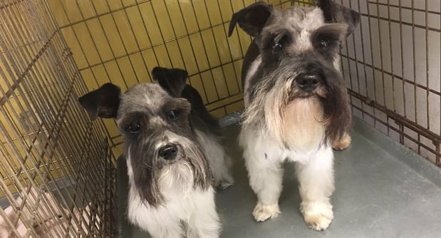 Images Magic Mirror Pet Grooming