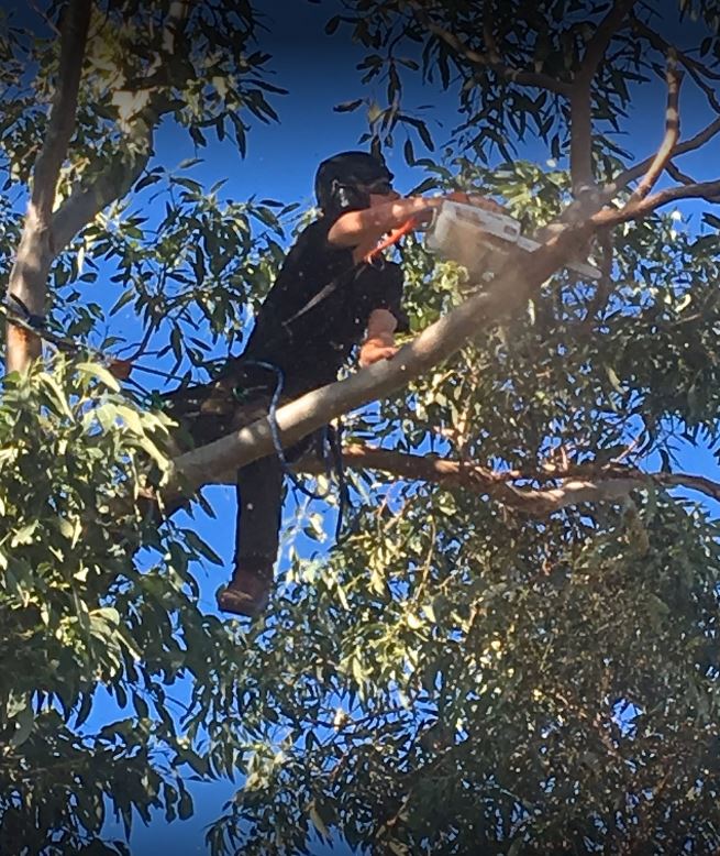 Images Horizon Total Tree Service