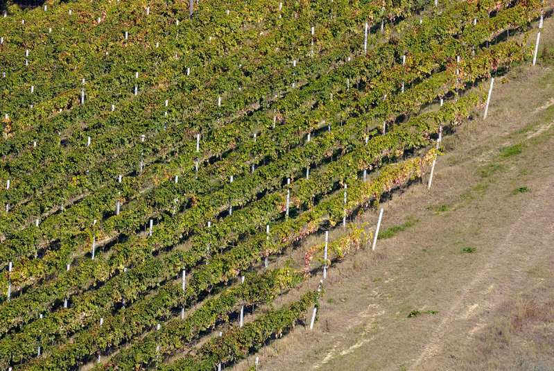 Azienda Vitivinicola La Quercia