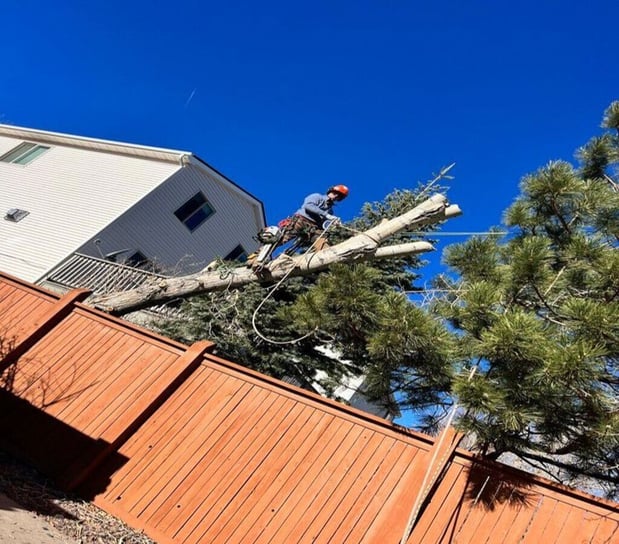 Images Climbers Choice Tree Care