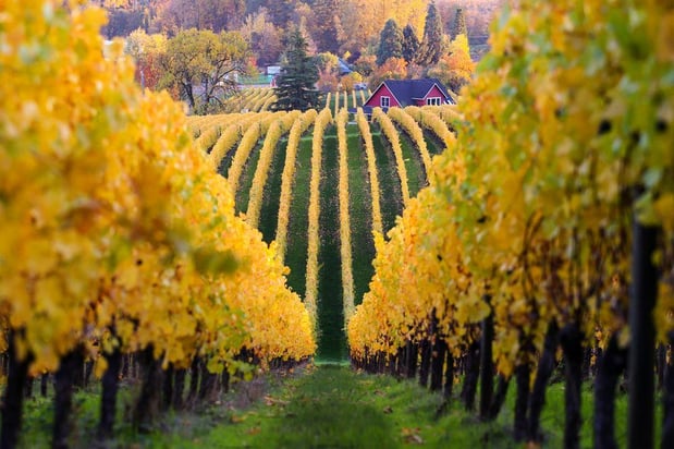 Images Sokol Blosser Winery