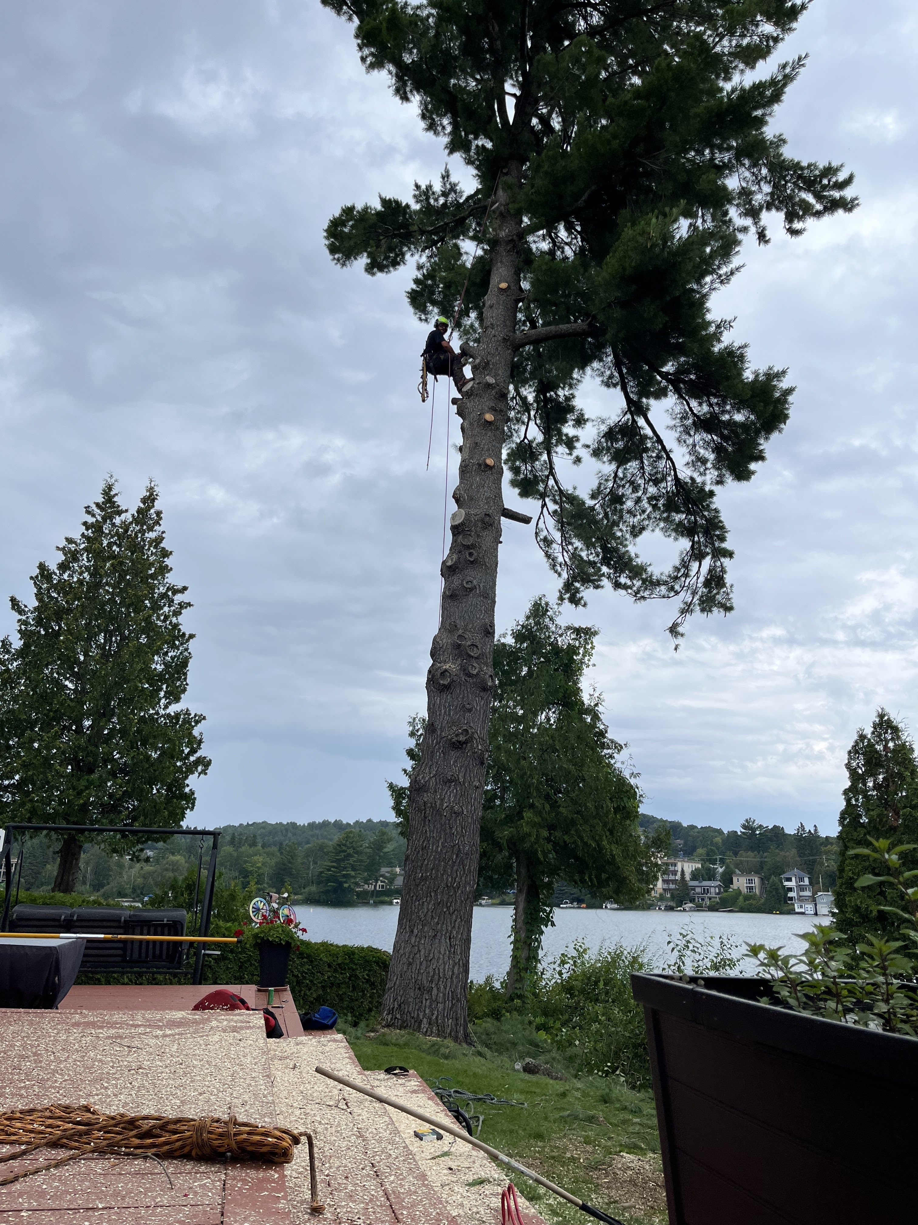Images Élagage Frère d'Arbres