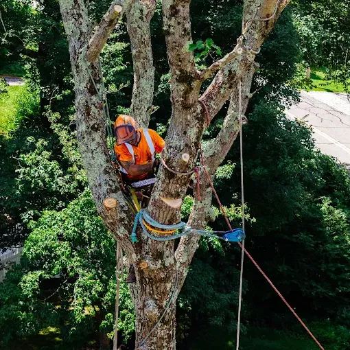 Images Denison Tree Removal