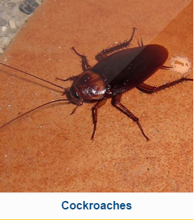 Cockroaches in your business or home? Contact Legacy Pest Control in Salt Lake City, UT.