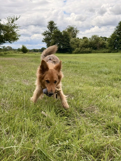Hundeschule DogGeeks® TonCane: Online & Mobil, Voßbarg 23 in Seevetal