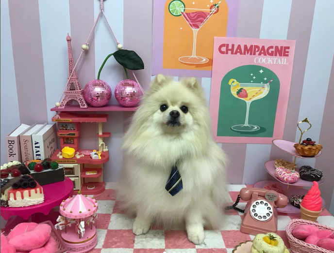 Images ペットショップ 犬の家