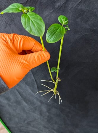 Images A.J.'s Evergreen Nursery, LLC