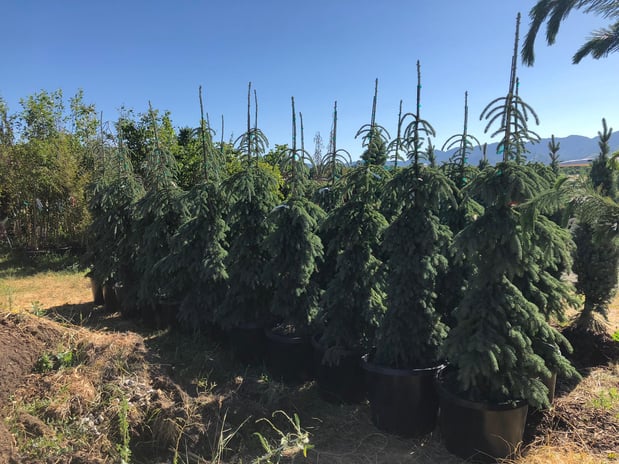 Images Cache Valley Nursery