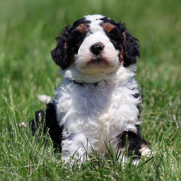 Images Berry Patch Puppies LLC