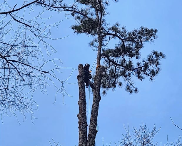 Images Dutton Tree Service