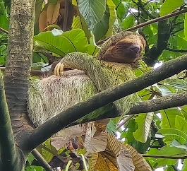 Images Voyage Crafter, A Cruise Planners Franchise