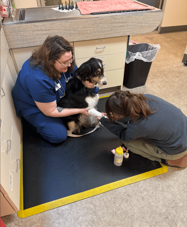 Images VCA Southeast Portland Animal Hospital