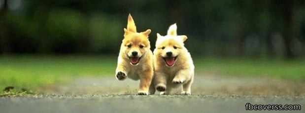 Images LC Pets LLC