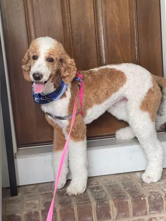 Images Space Coast Mobile Dog Grooming