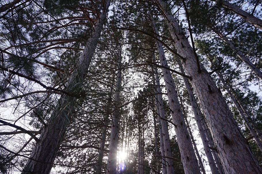 Images J. Daniels' Trees