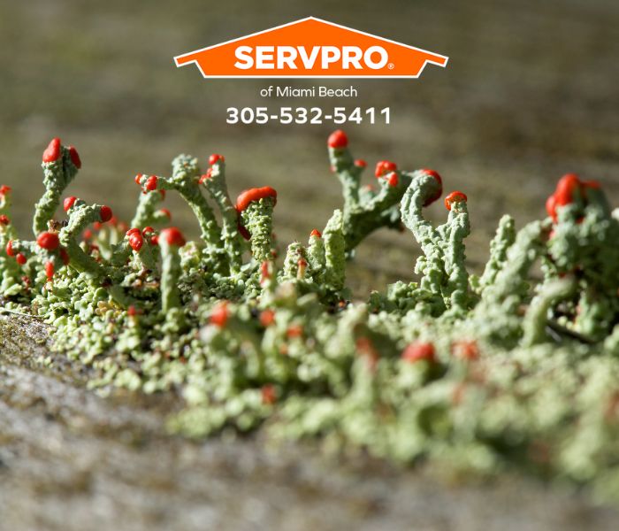Images SERVPRO of Miami Beach